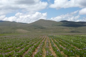 Potato fields