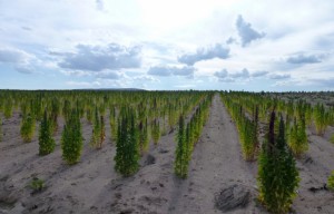 Quinua fields