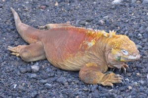 Land iguana