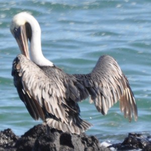 Brown pelican