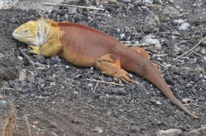 Land iguana