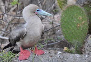 Red-footed booby