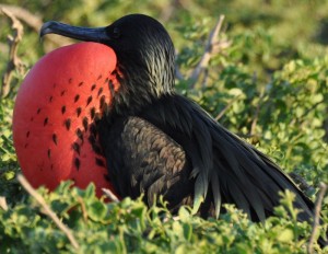 Frigatedbird with a red pouch