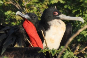 Male (L) & female (R)