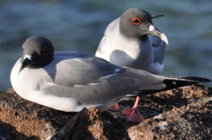 Galapagos doves