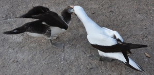 Nazca booby feeding its chick