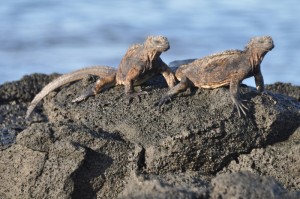 Marine iguana