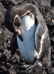 Galapagos penguin