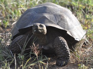 Giant Tortoise from Isla Santa Cruz