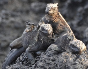 Marine iguana