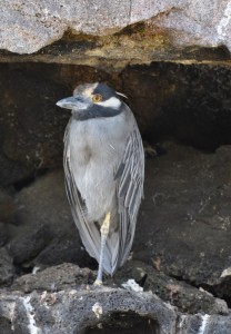 Yellow-crowned heron