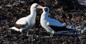 A pair of Nazca boobies