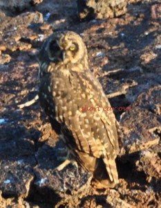 Short-ear owl