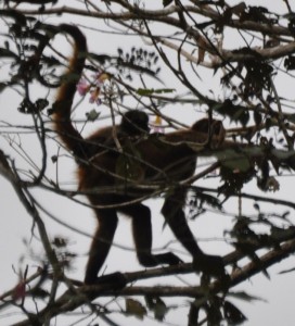 Spider monkey: mom & baby