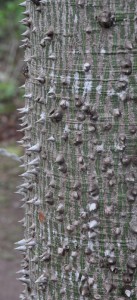 Ceiba (Silver Cotton Tree)