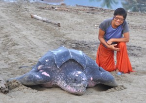 Armila. a Kuna Village - popular spot for turtles 