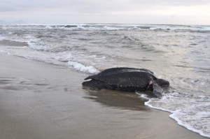 6:47am the turtle finally returned to the sea