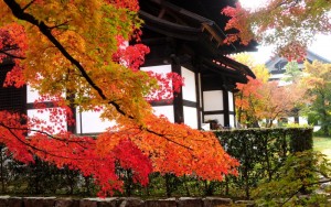 Tofukji Temple, Nov 24,2014