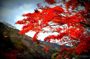 Arashiyama, November 27, 2014