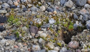 Amazing vegetation in a cold desert