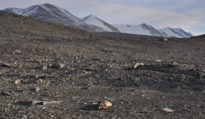Mumminfied seal on valley floor