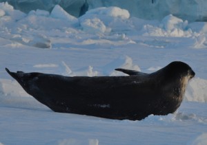 Leopard Seal