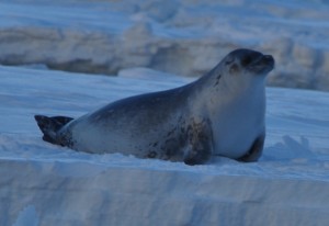 Crabeater Seal