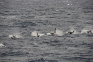 Orcas (photo by Gary) 