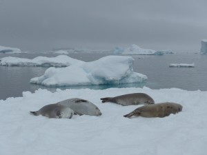 4 Crabeater Seals on a floe