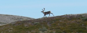 My first reindeer on this trip (above); Lake Fergerson (R)