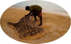 A Whale Shark on BBQ Island at Sunset