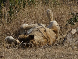 Lioness wakes up