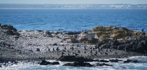 African penguins (above); view of Table Mountain (right)