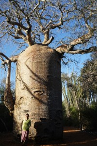 1200-year-old Baobab Tree