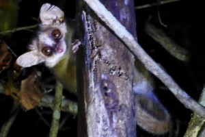 Gret Mouse Lemur