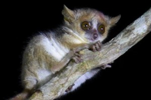 Madame Berthe's Mouse Lemur