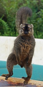 Common Brown Lemur