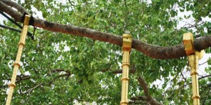 2500-year-old Jaya Sri Maha Bodhi