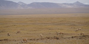 The first group of nine Tibetan Antelope I saw on this tour. 