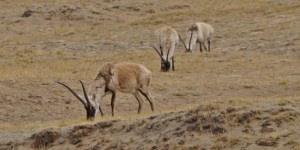 Tibetan Antelope, Kekexili Reserve