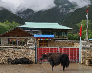 Home-coming" 3 pigs and a yak waiting outside the house