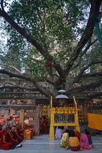 Bodhi Tree